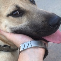 Kangal, Köpek  Ceku fotoğrafı