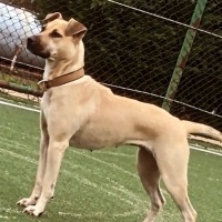 Kangal, Köpek  Ceku fotoğrafı
