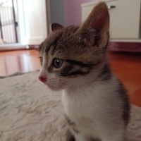 Tekir Kedi, Kedi  Tekir yavru Çekmeköy Hamidiye mahallesi fotoğrafı