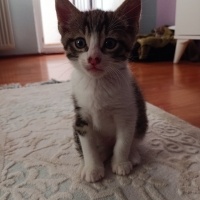 Tekir Kedi, Kedi  Tekir yavru Çekmeköy Hamidiye mahallesi fotoğrafı