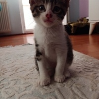 Tekir Kedi, Kedi  Tekir yavru Çekmeköy Hamidiye mahallesi fotoğrafı