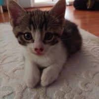 Tekir Kedi, Kedi  Tekir yavru Çekmeköy Hamidiye mahallesi fotoğrafı
