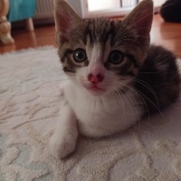 Tekir Kedi, Kedi  Tekir yavru Çekmeköy Hamidiye mahallesi fotoğrafı