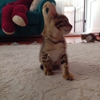 Tekir Kedi, Kedi  Tekir yavru Çekmeköy Hamidiye mahallesi fotoğrafı