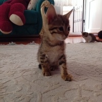 Tekir Kedi, Kedi  Tekir yavru Çekmeköy Hamidiye mahallesi fotoğrafı