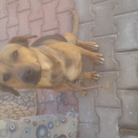 Sokö (Sokak Köpeği), Köpek  Garip fotoğrafı