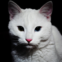 Van Kedisi, Kedi  Morî fotoğrafı