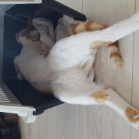 Tekir Kedi, Kedi  Zeze fotoğrafı