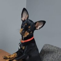 Minyatür Pinscher, Köpek  ZEYTİN fotoğrafı