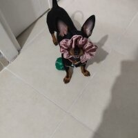 Minyatür Pinscher, Köpek  ZEYTİN fotoğrafı