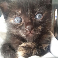 Tekir Kedi, Kedi  Mira  fotoğrafı