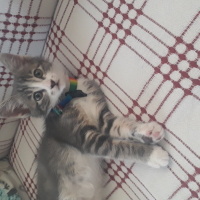 Tekir Kedi, Kedi  Pamuk fotoğrafı