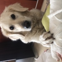 Golden Retriever, Köpek  Delikız fotoğrafı