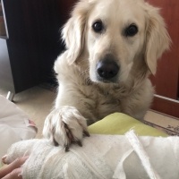 Golden Retriever, Köpek  Delikız fotoğrafı
