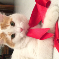 Ankara Kedisi, Kedi  Aspurçe fotoğrafı