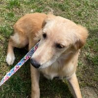 Golden Retriever, Köpek  Lora fotoğrafı