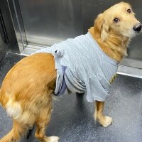 Golden Retriever, Köpek  Lora fotoğrafı