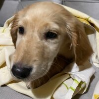 Golden Retriever, Köpek  Lora fotoğrafı