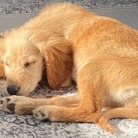 Golden Retriever, Köpek  Lora fotoğrafı