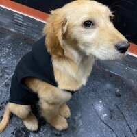 Golden Retriever, Köpek  Lora fotoğrafı