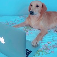 Golden Retriever, Köpek  Lora fotoğrafı