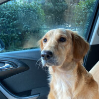 Golden Retriever, Köpek  Lora fotoğrafı