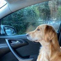 Golden Retriever, Köpek  Lora fotoğrafı