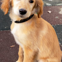 Golden Retriever, Köpek  Lora fotoğrafı