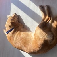 Golden Retriever, Köpek  Lora fotoğrafı