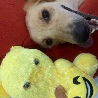 Golden Retriever, Köpek  Lora fotoğrafı