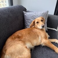 Golden Retriever, Köpek  Lora fotoğrafı