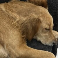 Golden Retriever, Köpek  Lora fotoğrafı