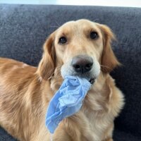 Golden Retriever, Köpek  Lora fotoğrafı