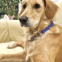 Golden Retriever, Köpek  Lora fotoğrafı