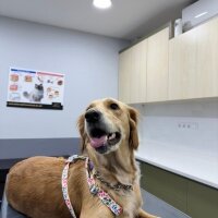 Golden Retriever, Köpek  Lora fotoğrafı