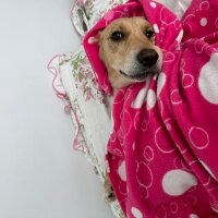 Golden Retriever, Köpek  Lora fotoğrafı