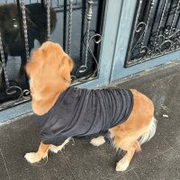 Golden Retriever, Köpek  Lora fotoğrafı