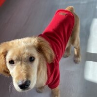 Golden Retriever, Köpek  Lora fotoğrafı