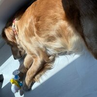 Golden Retriever, Köpek  Lora fotoğrafı