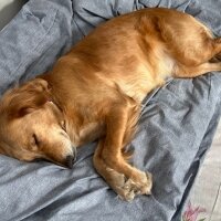 Golden Retriever, Köpek  Lora fotoğrafı