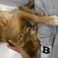 Golden Retriever, Köpek  Lora fotoğrafı