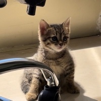 Tekir Kedi, Kedi  boncuk fotoğrafı