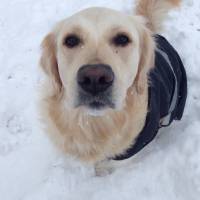 Golden Retriever, Köpek  Şila fotoğrafı