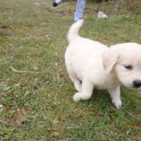 Golden Retriever, Köpek  Şila fotoğrafı