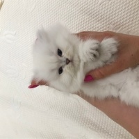 British Longhair, Kedi  Venüs fotoğrafı