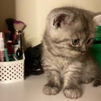 British Shorthair, Kedi  2aylık yavru kedi fotoğrafı