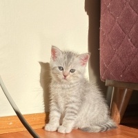 British Shorthair, Kedi  2aylık yavru kedi fotoğrafı