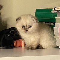 British Shorthair, Kedi  2aylık yavru kedi fotoğrafı
