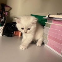 British Shorthair, Kedi  2aylık yavru kedi fotoğrafı
