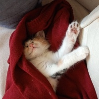 Tekir Kedi, Kedi  Balım fotoğrafı